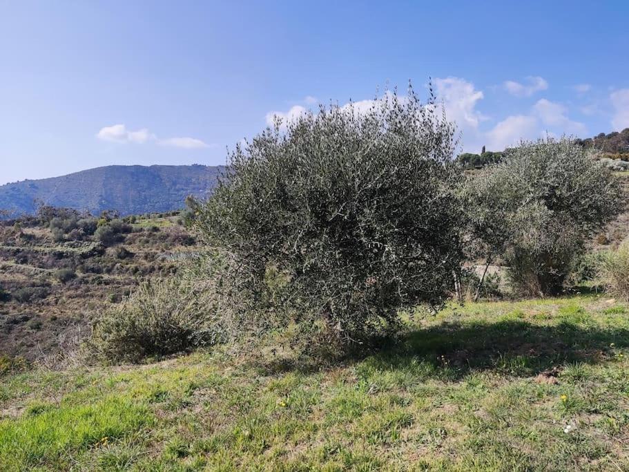 Detached House With Garden And Sea View Guest House Sanremo Luaran gambar